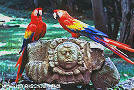 2macaw.jpg (56621 �Ӧ줸��)