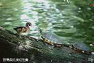 Turtleduck.jpg (44742 �Ӧ줸��)