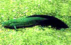 lungfish.jpg (51585 �Ӧ줸��)